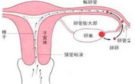 輸卵管堵塞的癥狀有哪些？